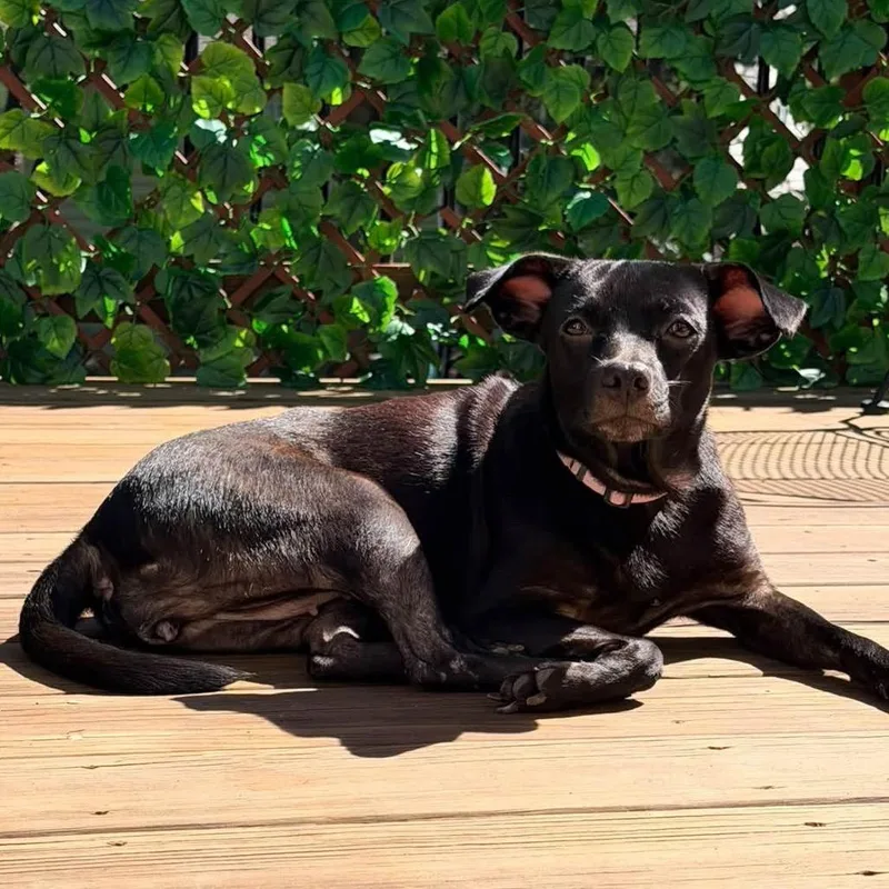 A young small-sized female Black Mixed Breed dog named Sea Bunny for adoption in Fredericksburg, VA