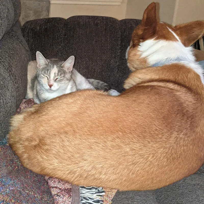 Cheese Ball thumbnail 2