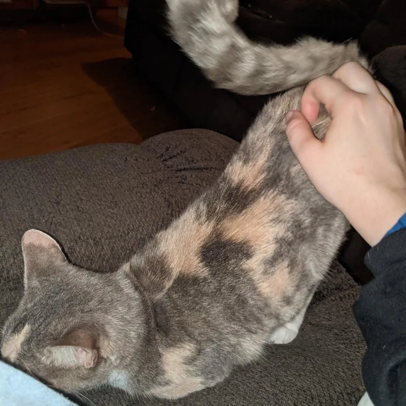 Cheese Ball thumbnail 3