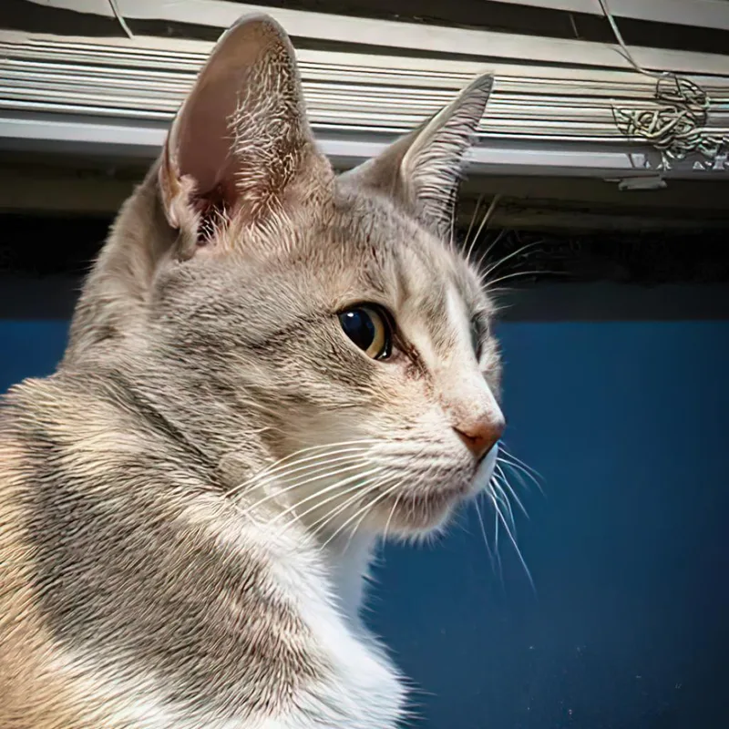 Cheese Ball thumbnail 4