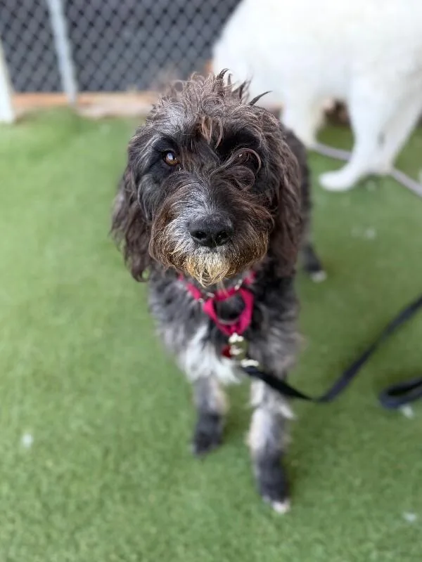 A young medium-sized female Black Poodle dog named Jess Doe for adoption in Fruit Heights, UT