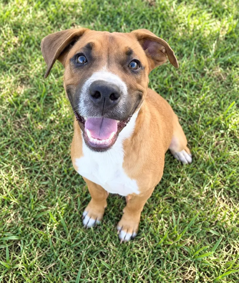 Nub Tail Tyson