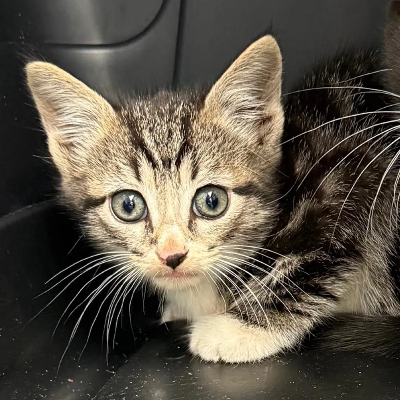A baby small-sized male White Domestic Short Hair cat named Tiger for adoption in Newark, NJ