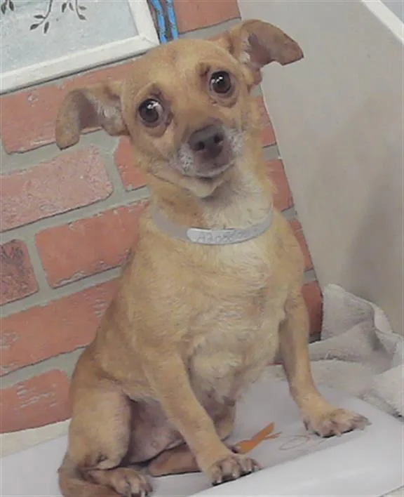 An adult small-sized female Chihuahua dog named Catalina for adoption in Houston, TX