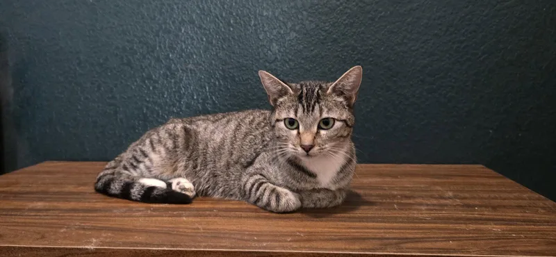 An adult medium-sized female Domestic Short Hair cat named Madonna for adoption in Evergreen, CO