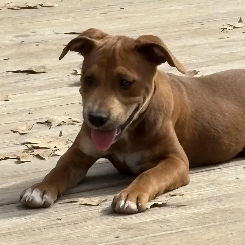A baby medium-sized male Golden Pit Bull Terrier dog named Cygnus for adoption in Houston, TX