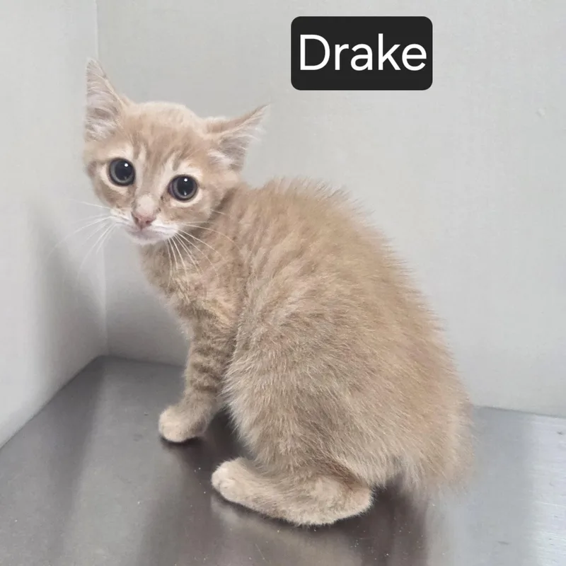 Drake