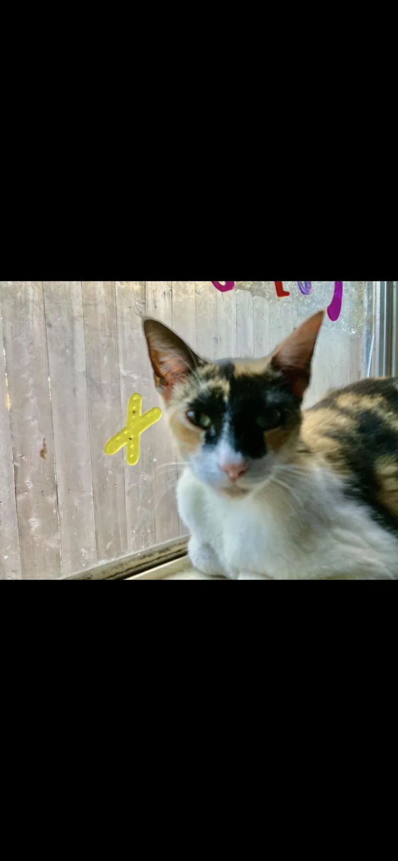 A young medium-sized female Domestic Short Hair cat named Pearl for adoption in La Jolla, CA
