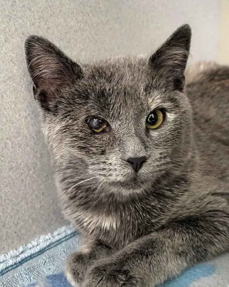 A baby medium-sized female Tortoiseshell Domestic Short Hair cat named Sophia for adoption in Grayslake, IL