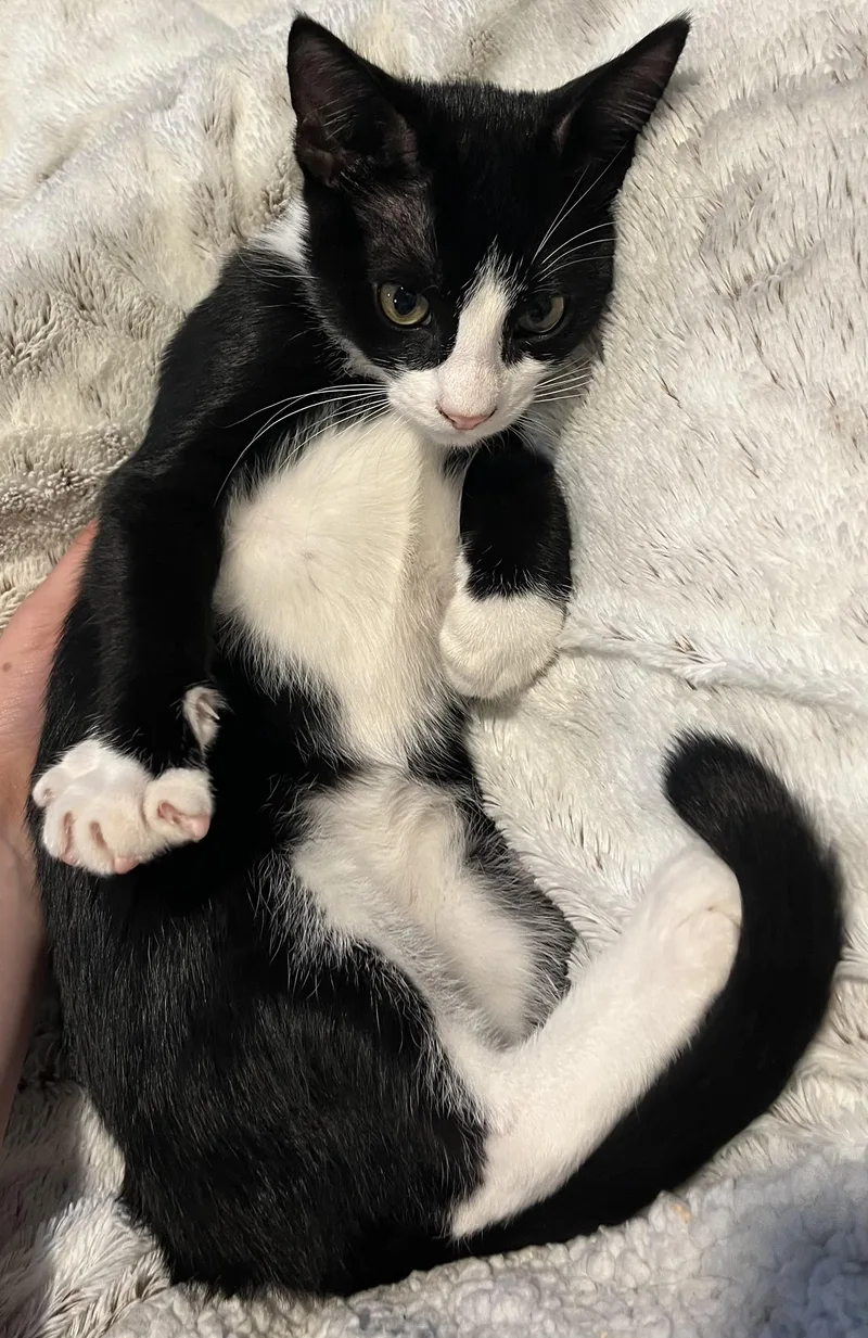 A baby medium-sized male Black & White / Tuxedo Domestic Short Hair cat named Jasper for adoption in Rochester, WA