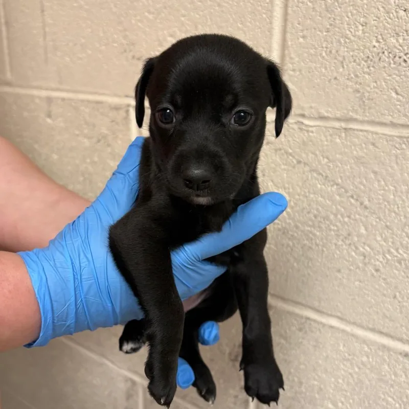 A baby small-sized female Black Mixed Breed dog named Wendy for adoption in East Hanover, NJ
