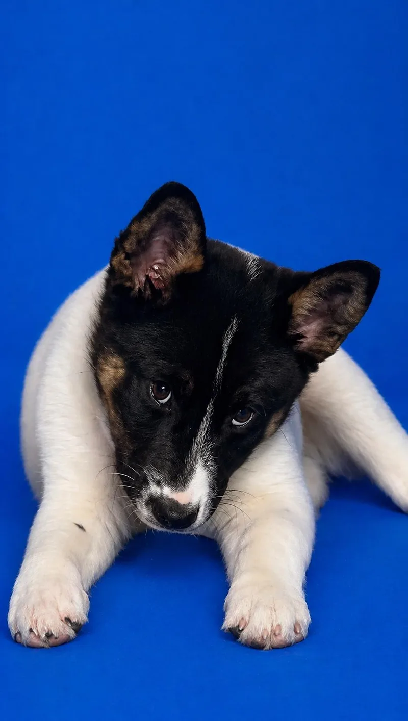 A baby medium-sized female Tricolor (Brown, Black, & White) Australian Cattle Dog / Blue Heeler dog named Mia for adoption in Manteca, CA