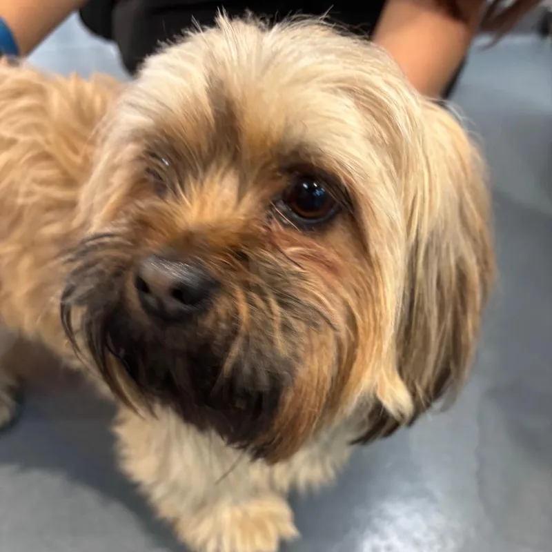 An adult small-sized male Brown / Chocolate Mixed Breed dog named Cash for adoption in Allentown, PA