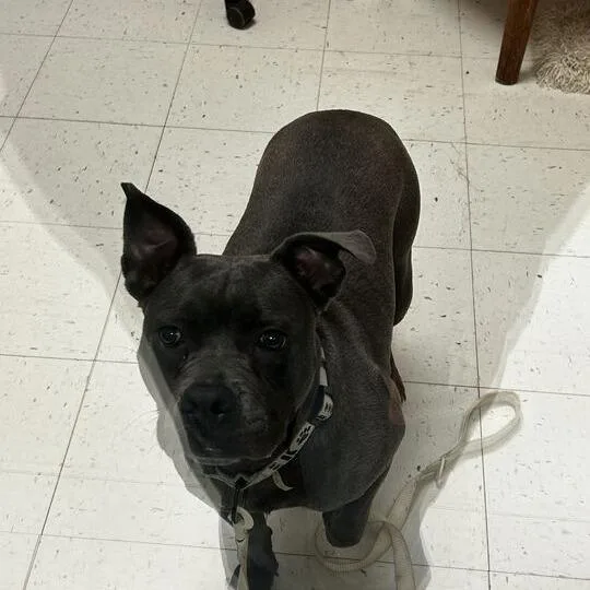 A young medium-sized female Gray / Blue / Silver Mixed Breed dog named Chica for adoption in Davenport, IA