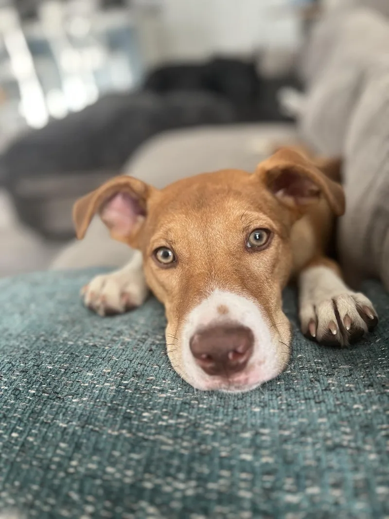 A young medium-sized male Mixed Breed dog named Willie for adoption in Charleston, SC