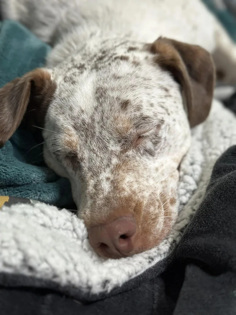 An adult large-sized male German Shorthaired Pointer dog named Dexter for adoption in West Richland, WA