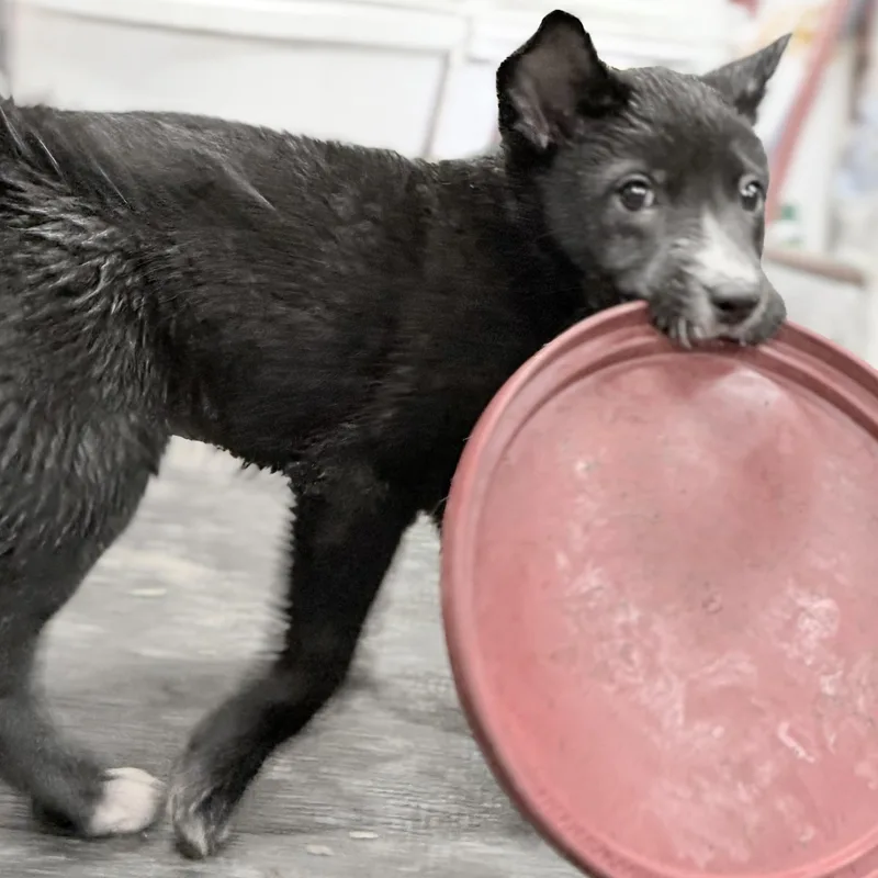 A baby medium-sized male Australian Kelpie dog named Neo for adoption in Ashland, OH