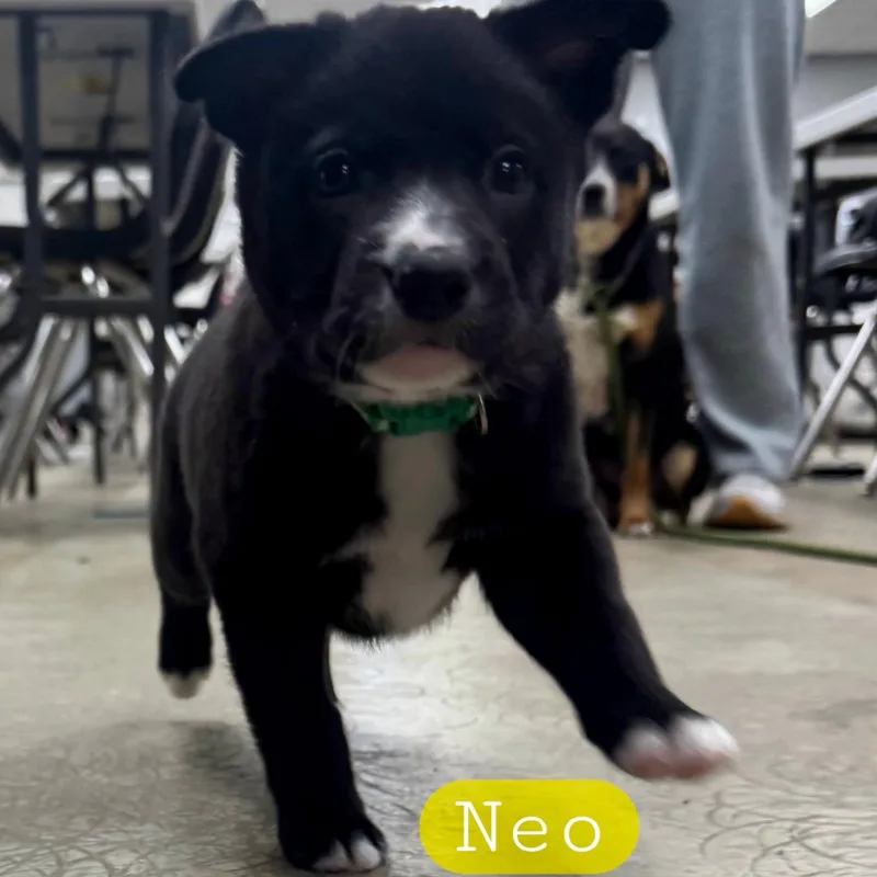 Neo thumbnail 4