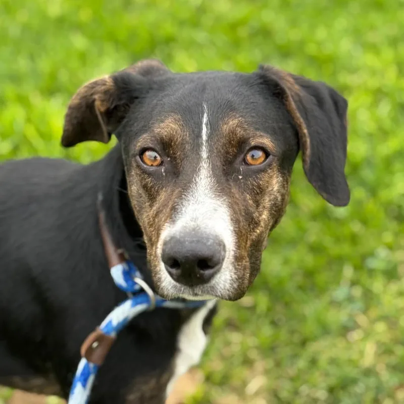A young medium-sized female Black Mixed Breed dog named Pepsi for adoption in Santa Barbara, CA