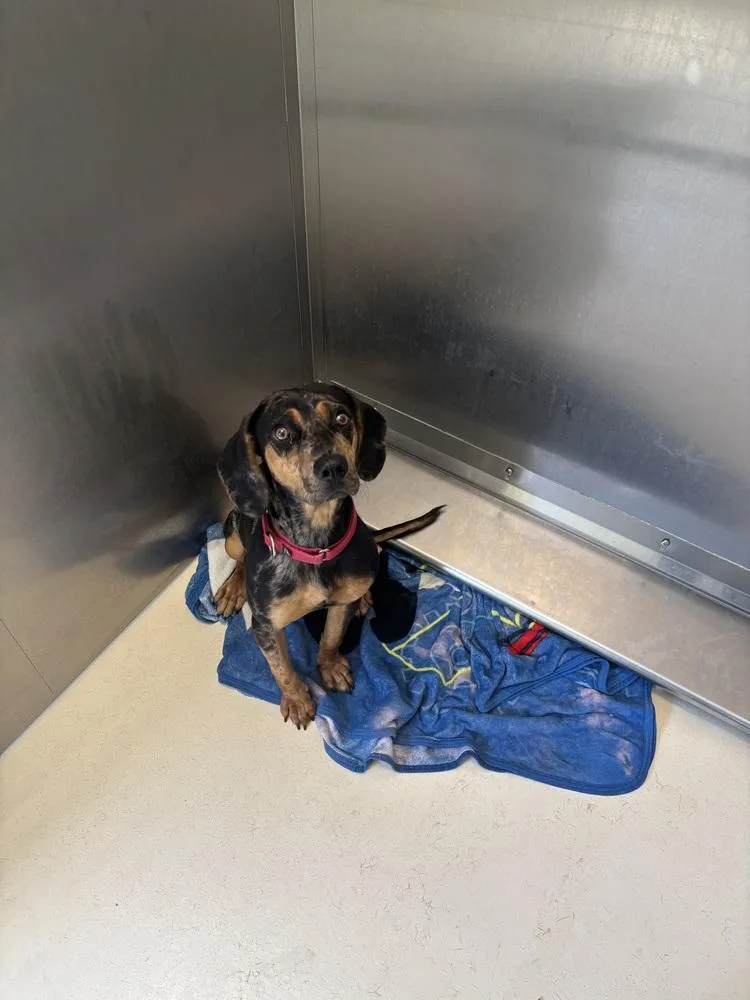 A young medium-sized female Tricolor (Brown, Black, & White) Hound dog named Esmeralda for adoption in Kalamazoo, MI