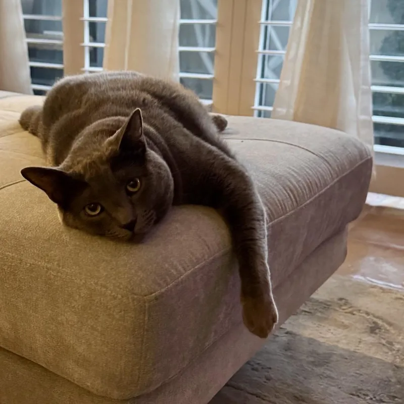 An adult small-sized female Gray / Blue / Silver Russian Blue cat named Sadie for adoption in Long Beach, CA