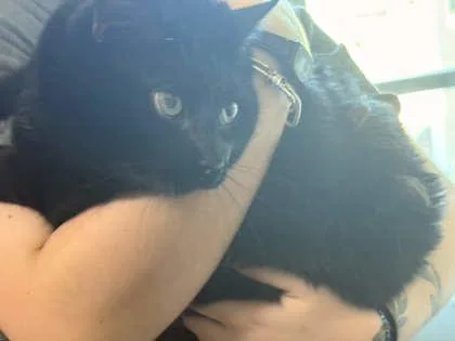 An adult extra large-sized male Domestic Short Hair cat named Saint Whiskers for adoption in Memphis, TN