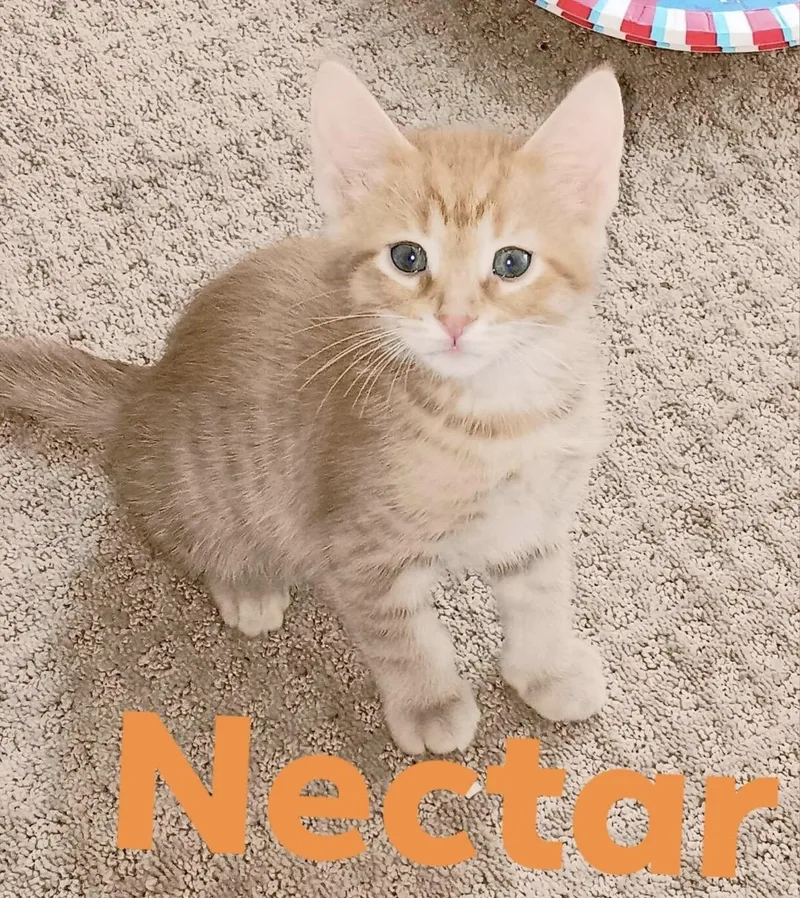 A baby medium-sized female Tabby (Orange / Red) Domestic Short Hair cat named Nectar for adoption in Cincinnati, OH