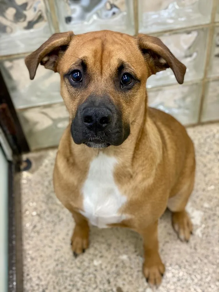 A baby medium-sized male Yellow / Tan / Blond / Fawn Boxer dog named Laredo Aussie Puppy for adoption in Hewitt, TX