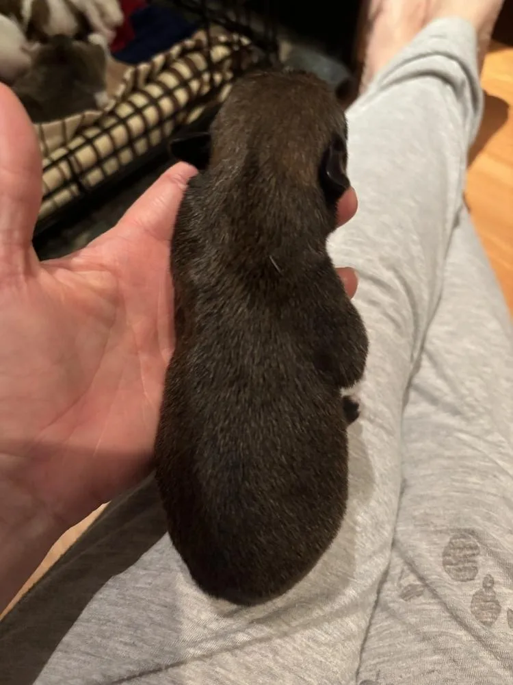 Laredo  Aussie Puppy thumbnail 4