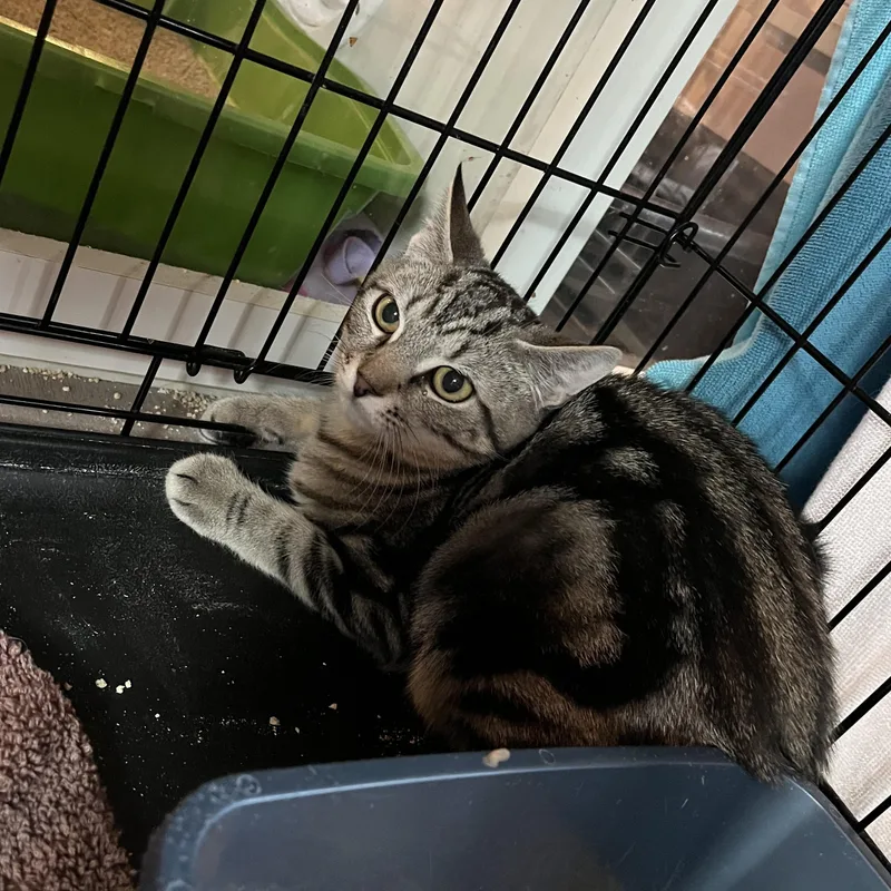 A baby small-sized female Tabby (Brown / Chocolate) Domestic Short Hair cat named Flopsy for adoption in Salisbury, MA