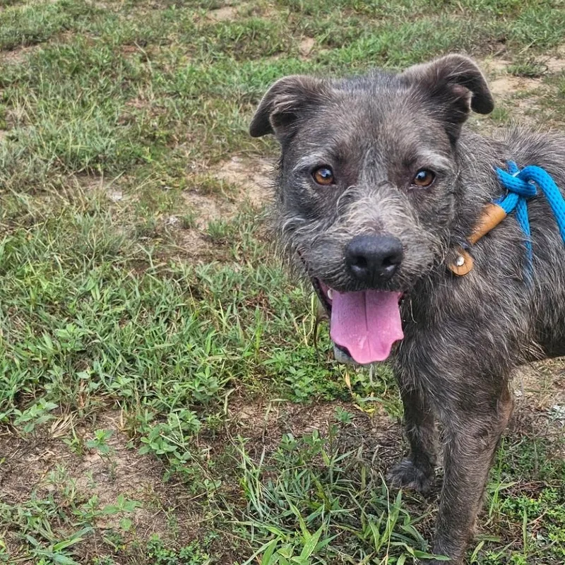 An adult medium-sized female Gray / Blue / Silver Standard Schnauzer dog named Luna for adoption in Willis, TX
