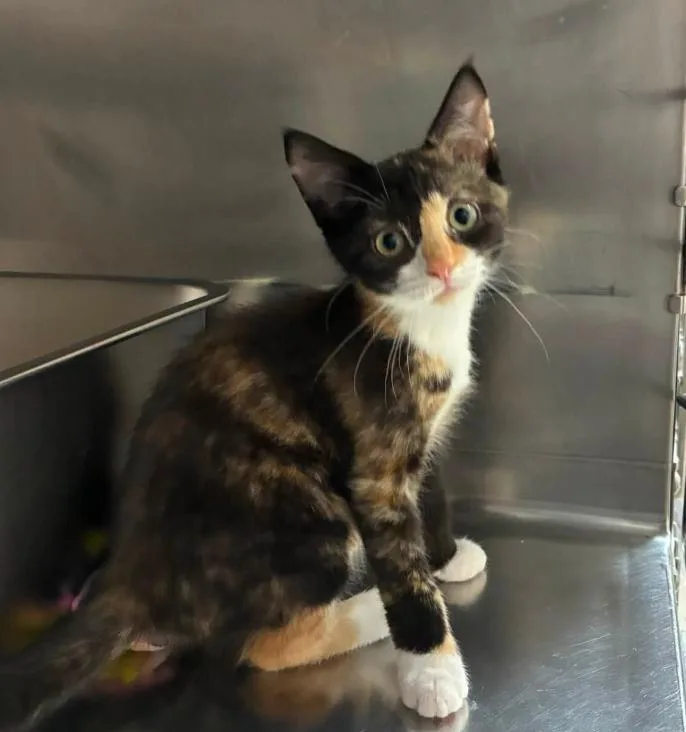 A baby medium-sized female Calico Dilute Calico cat named Honey for adoption in Hornell, NY