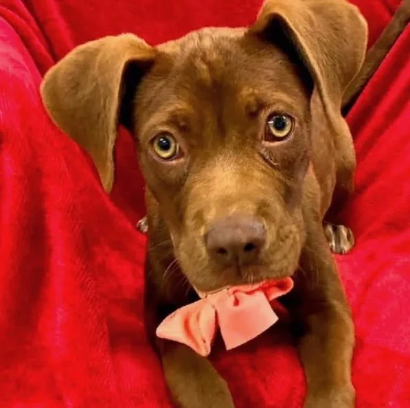 A baby medium-sized female Labrador Retriever dog named Sandra for adoption in Carmel, NY