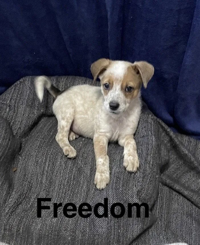Freedom