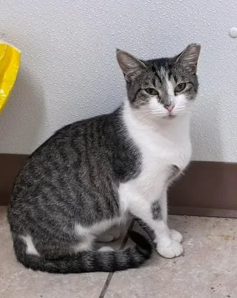 A young medium-sized female White American Shorthair cat named Britt for adoption in Chesterfield, SC