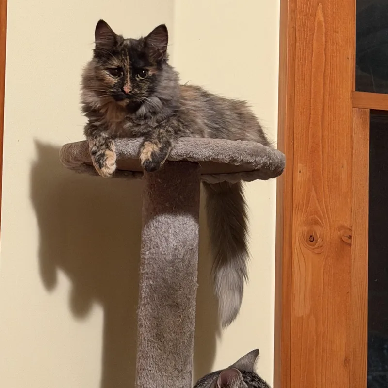 Toffee thumbnail 3