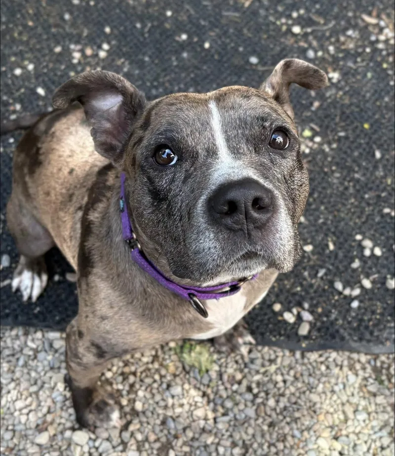 An adult medium-sized female Merle (Blue) Terrier dog named Emmy for adoption in Rochester, NY