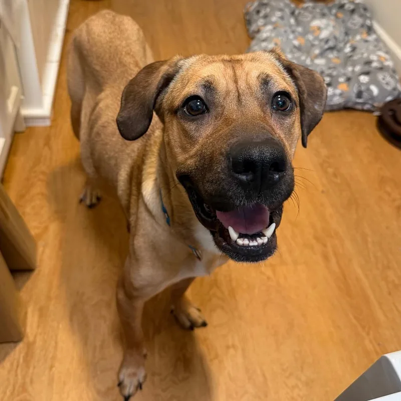 An adult medium-sized female Brown / Chocolate Mixed Breed dog named Venus for adoption in Wappingers Falls, NY