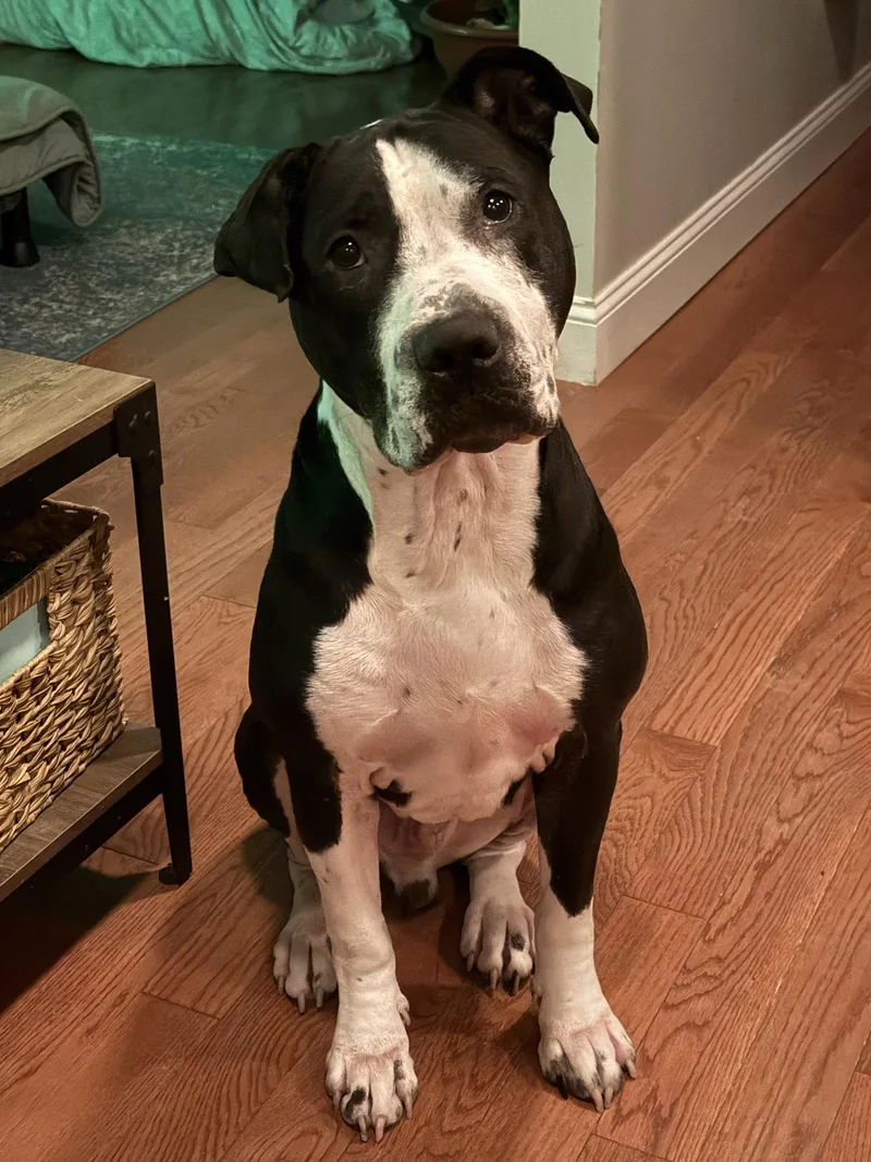 An adult large-sized male Terrier dog named Neville for adoption in St. Louis, MO