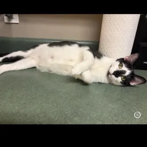 An adult medium-sized female Black Domestic Short Hair cat named Honey ARC for adoption in Akron, NY
