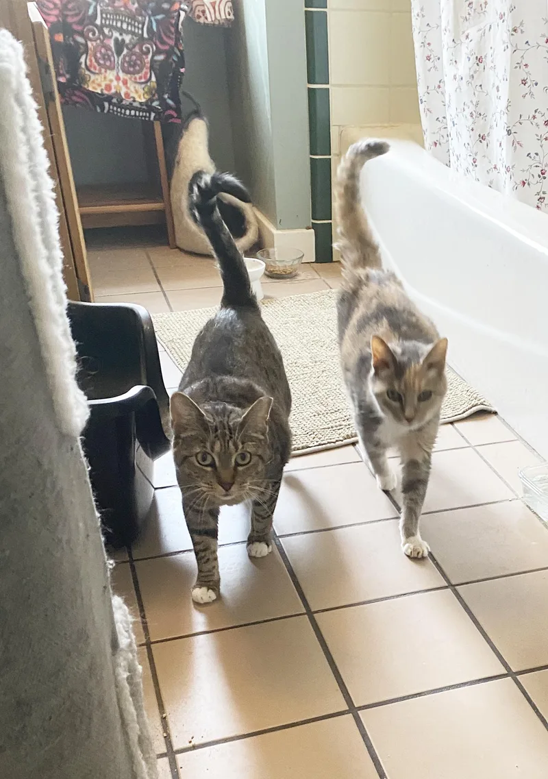 An adult medium-sized female Tabby (Brown / Chocolate) Domestic Short Hair cat named Charlotte Alter for adoption in Philadelphia, PA