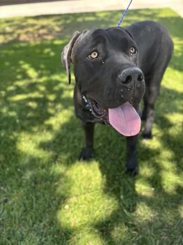 Roxy