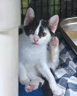 A baby small-sized female Domestic Short Hair cat named Tabitha for adoption in Washington, DC