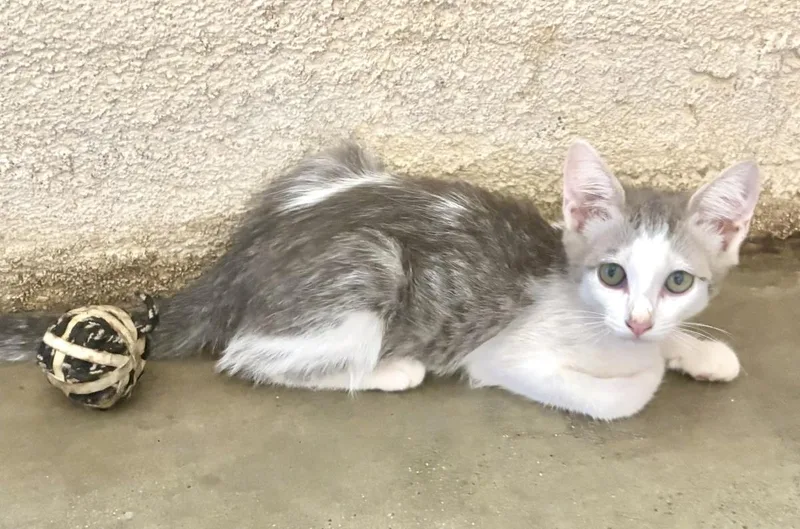 A baby small-sized female Gray / Blue / Silver Domestic Short Hair cat named Coppola for adoption in La Jolla, CA