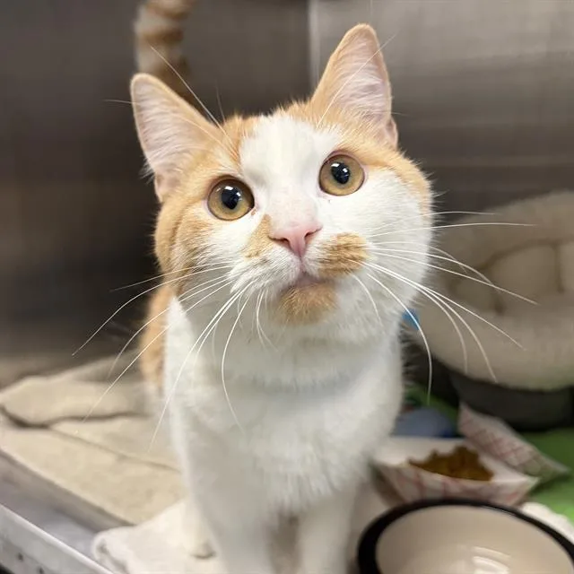 A young small-sized male Domestic Short Hair cat named Venice for adoption in Centerville, MA