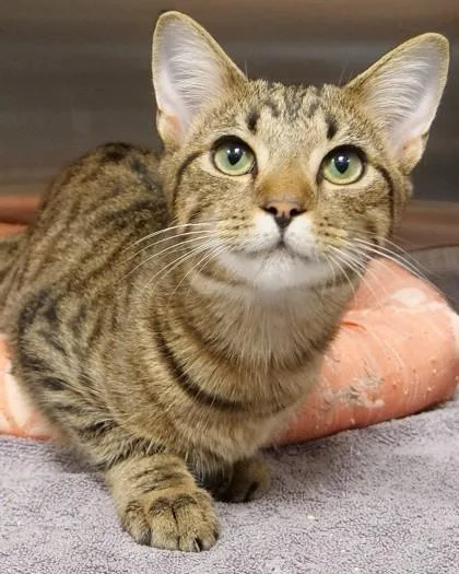 An adult medium-sized male Domestic Short Hair cat named Montgomery for adoption in Fishers, IN