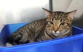 Montgomery thumbnail 2