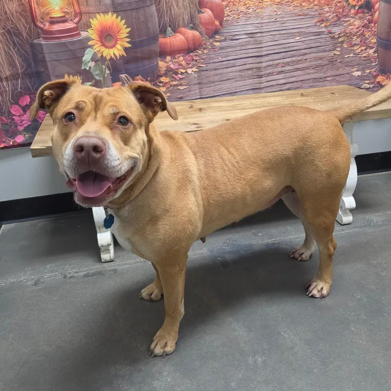 An adult large-sized female Yellow / Tan / Blond / Fawn Mixed Breed dog named Lucy for adoption in Normal, IL