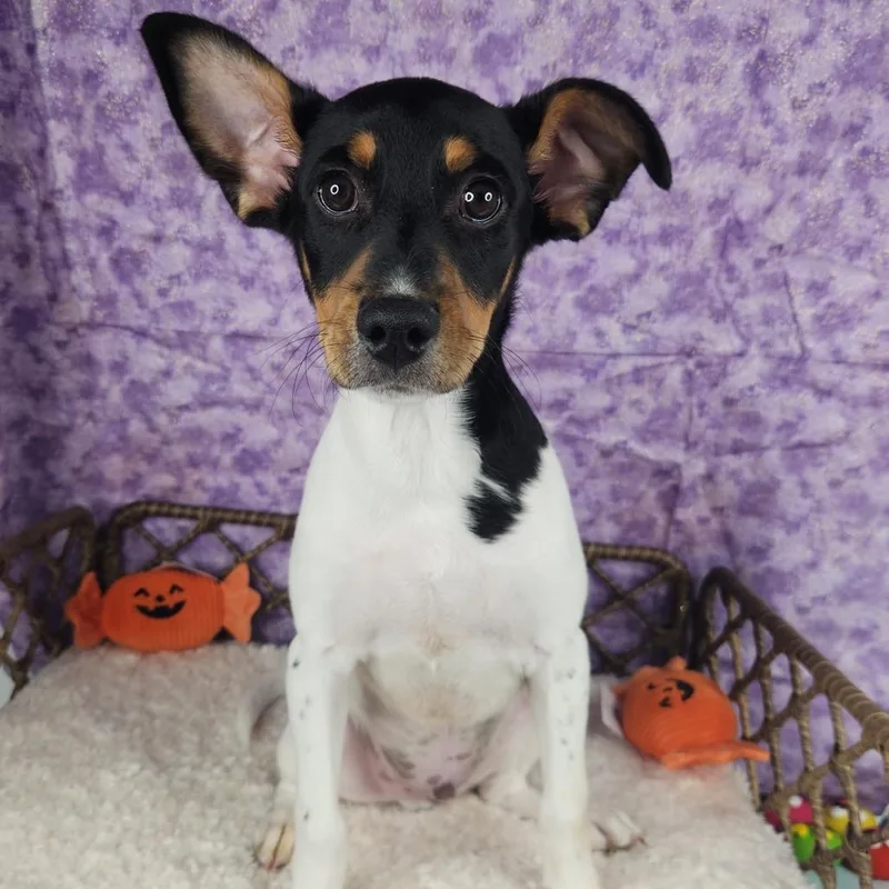 A baby small-sized male Black Jack Russell Terrier dog named Cb for adoption in Fort Wayne, IN