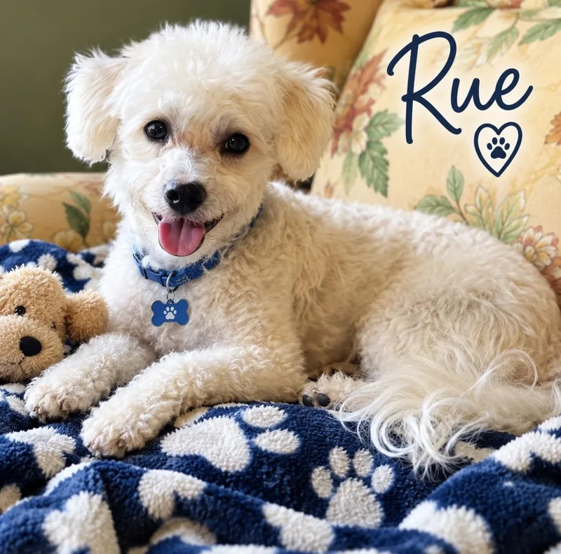 Rue thumbnail 5